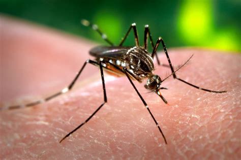 10 Cara Mengusir Nyamuk yang Terbukti Ampuh - My Simple Tricks