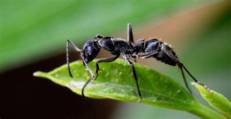 Cara Mengusir Semut Paling Ampuh Agar Tidak Datang Lagi