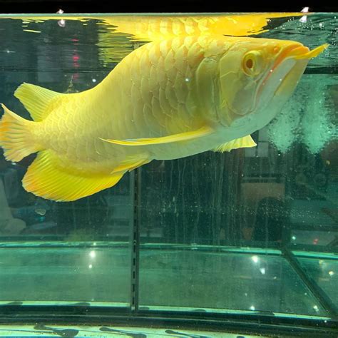 24k Golden Arowana Fish | Buy 24 Carat Golden Aarowana Fish For Sale