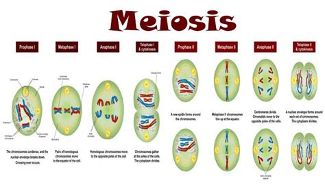 Pengertian Meiosis, Tujuan, Ciri dan Tahapan Pembelahan Meiosis Lengkap ...