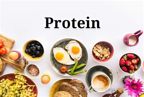 Protein : Pengertian, Fungsi, Sumber, Manfaat, Unsur & Struktur